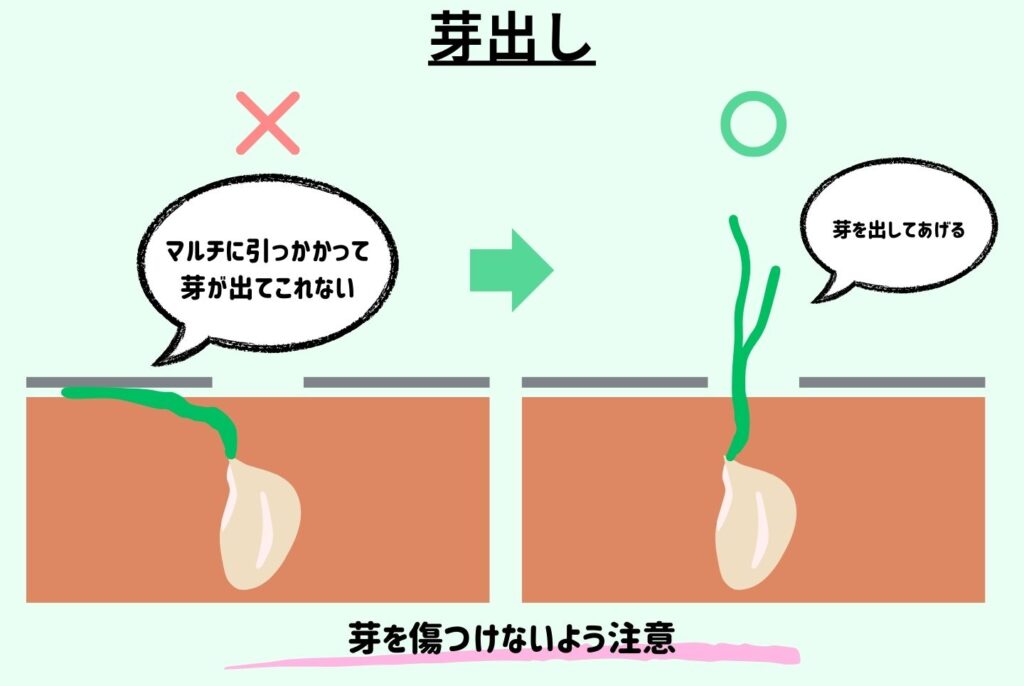 にんにくの栽培は家庭菜園でもできる？植え付けから収穫のポイントまで徹底解説